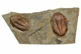 Two Colorful Asaphid Trilobites With Antennae - Pos/Neg #353368-1